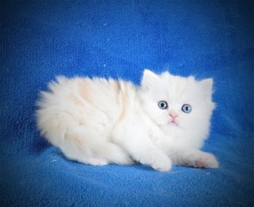 Длинношерстный милый котик Флаффи