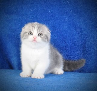 Нежная девочка голубая мрамор биколор