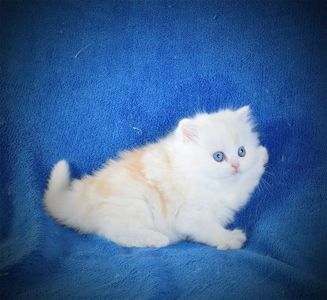 Длинношерстный милый котик Флаффи