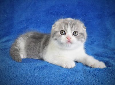 Нежная девочка голубая мрамор биколор