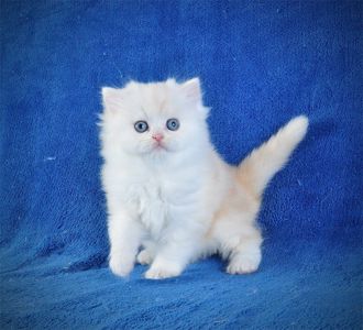 Длинношерстный милый котик Флаффи