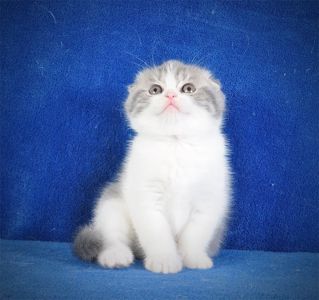 Нежная девочка голубая мрамор биколор