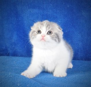 Нежная девочка голубая мрамор биколор