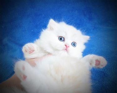 Длинношерстный милый котик Флаффи