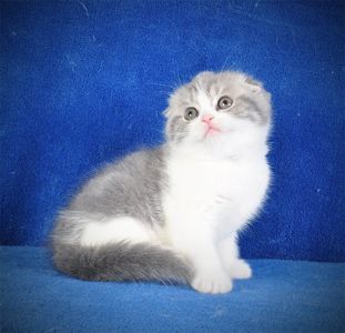 Нежная девочка голубая мрамор биколор