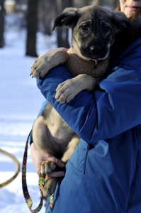 Альфа Чейза цуценя