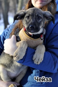 Альфа Чейза цуценя