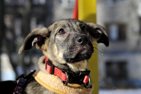 Альфа Чейза цуценя