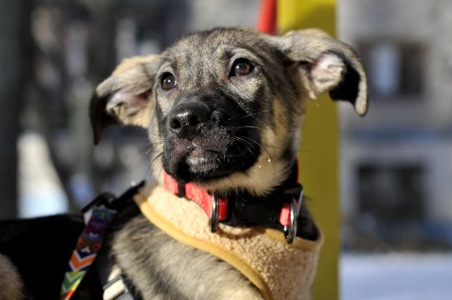 Альфа Чейза цуценя