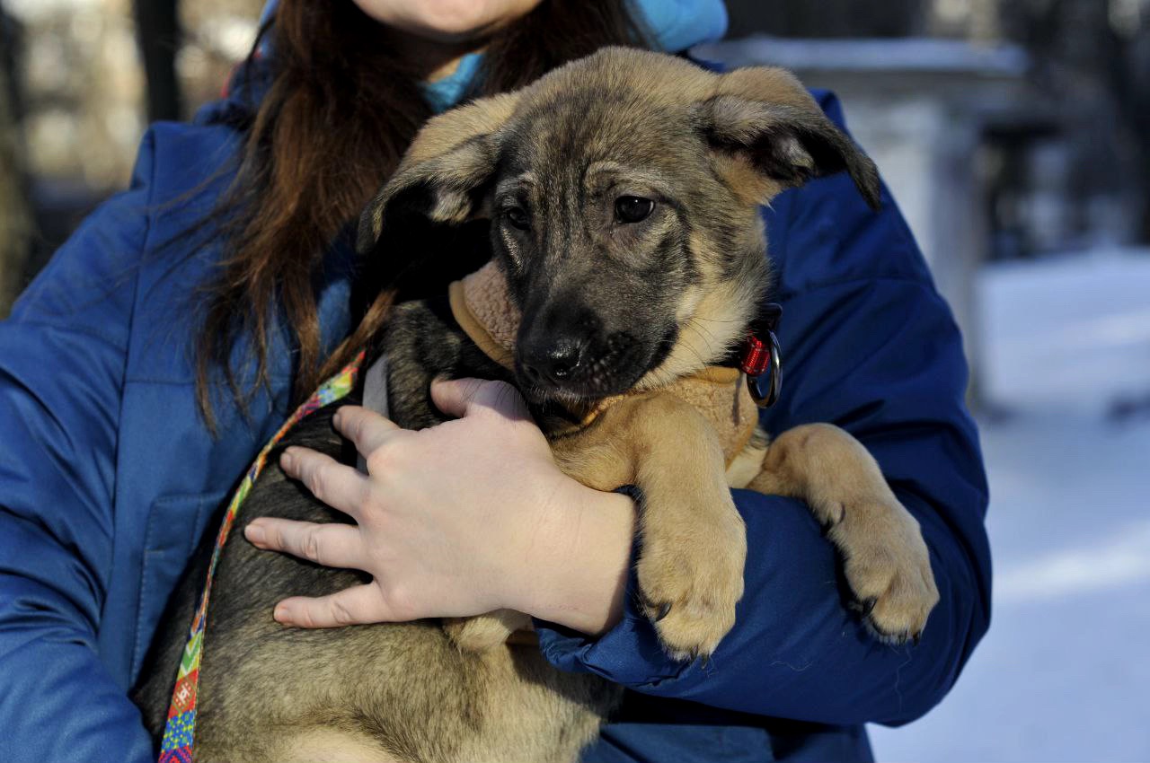 Альфа Чейза цуценя