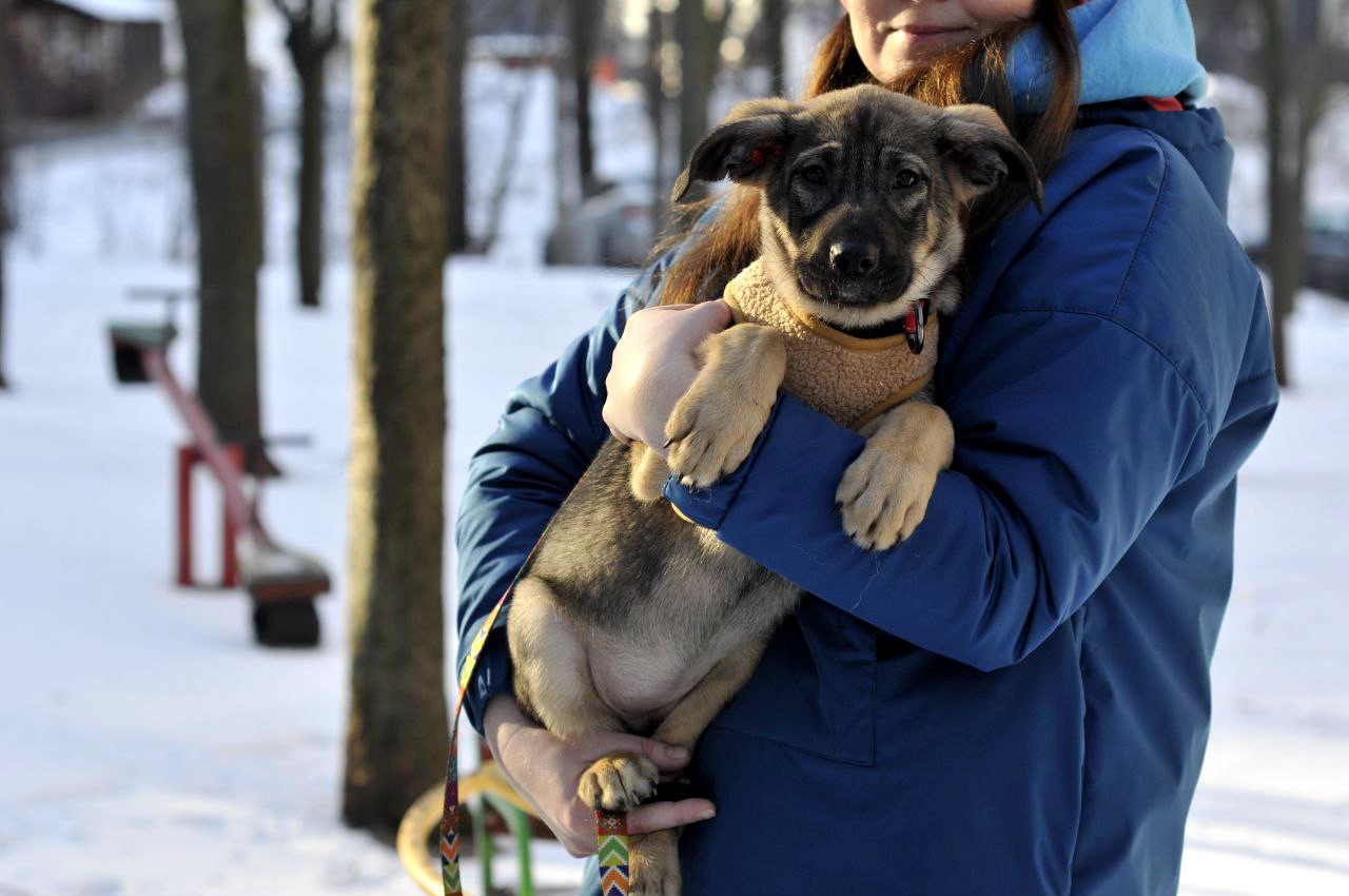 Альфа Чейза цуценя