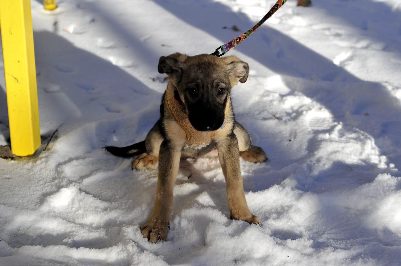 Альфа Чейза цуценя