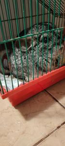 Шиншила Стандарт сіра дівчинка продаж