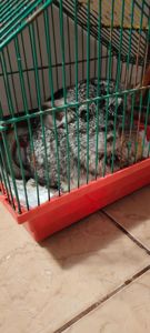 Шиншила Стандарт сіра дівчинка продаж