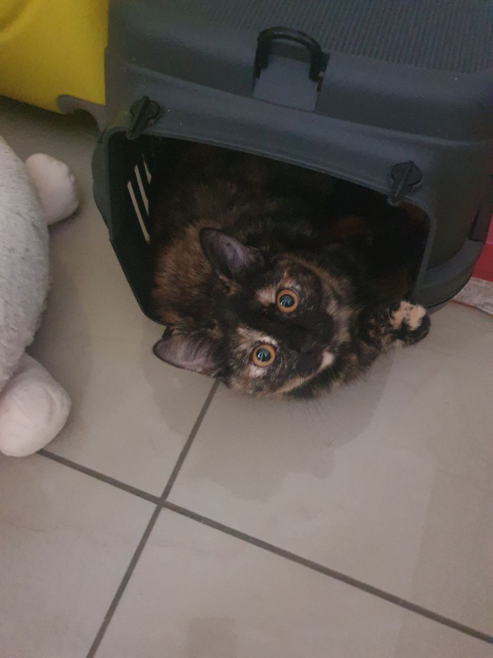 Пухнаста Шоколадно-руда кото-дівчинка півтора місяці