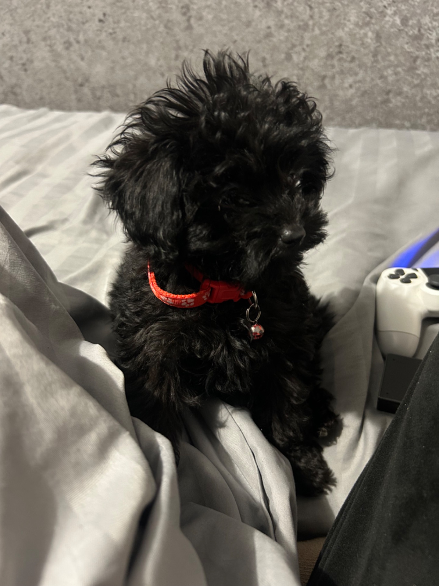 Мальтіпу дівчинка міні Ф1