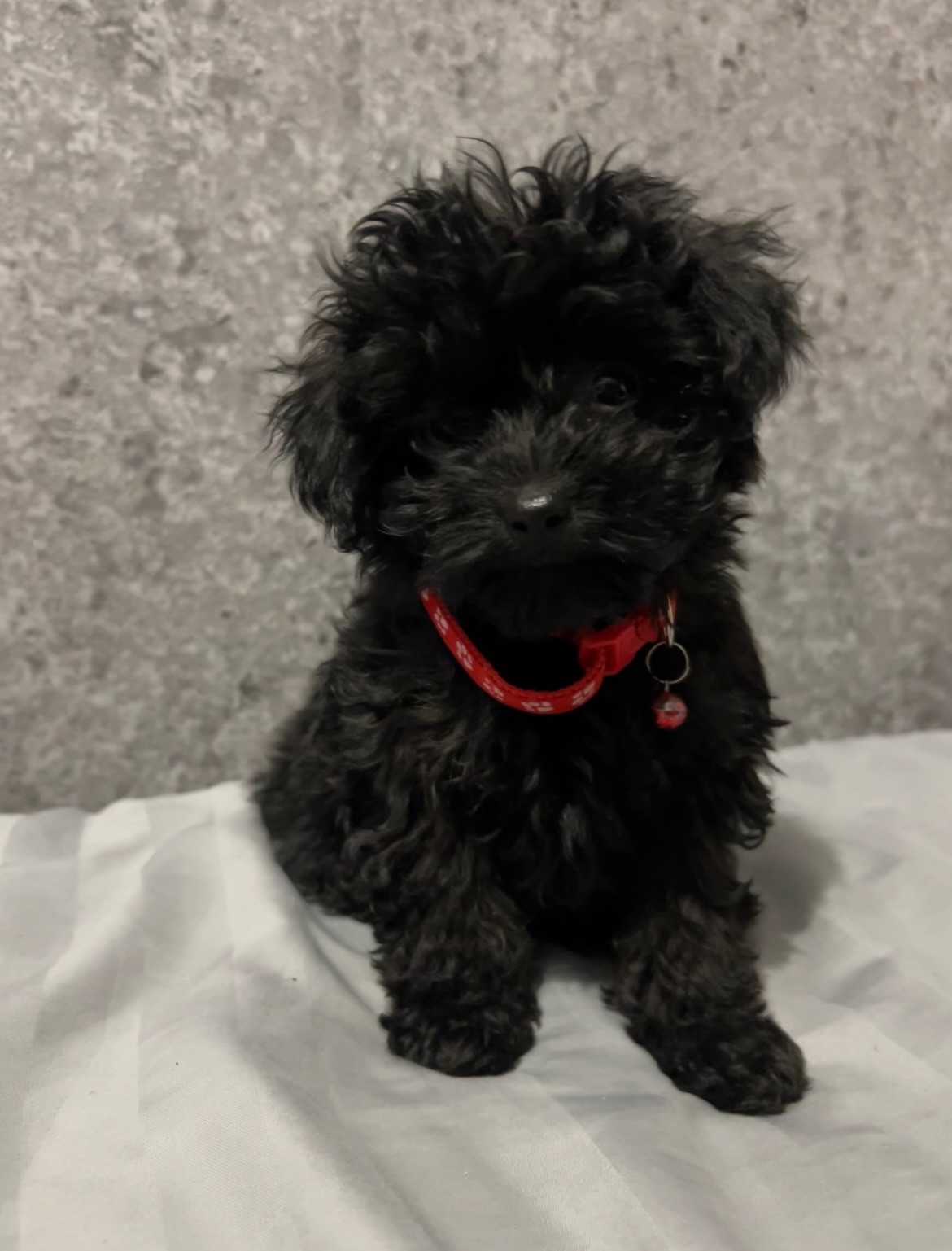 Мальтіпу дівчинка міні Ф1