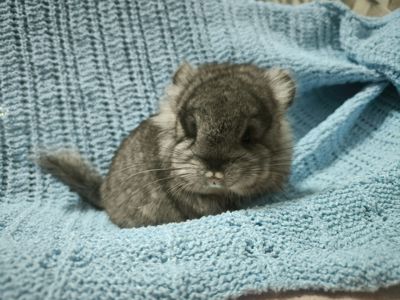 Шикарна самка Ангора носій фіолету