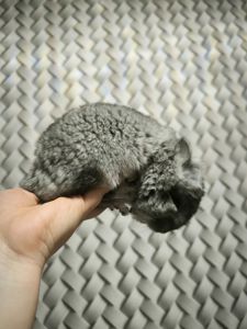 Шикарна самка Ангора носій фіолету