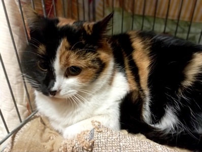 Врятована Арлетт потребує домівку