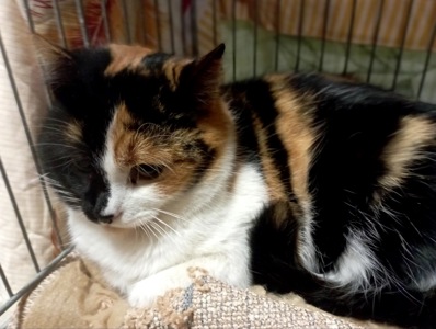 Врятована Арлетт потребує домівку