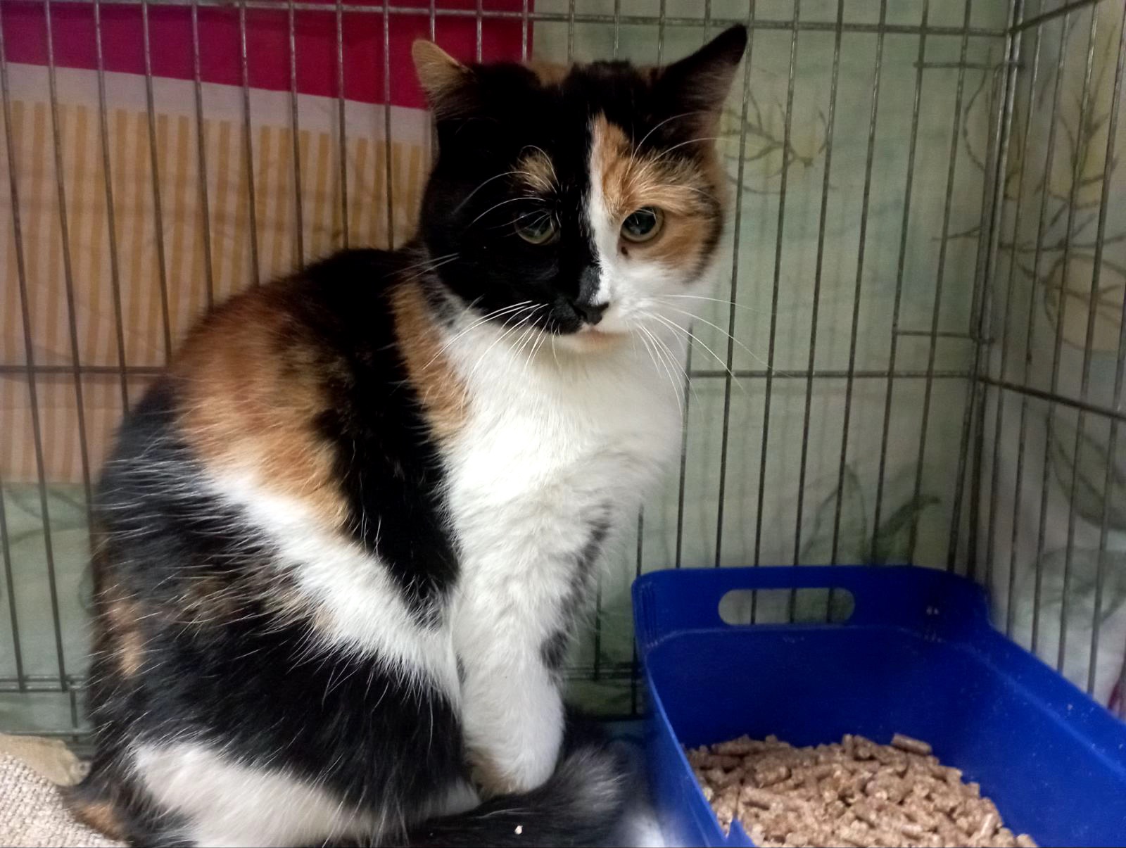 Врятована Арлетт потребує домівку