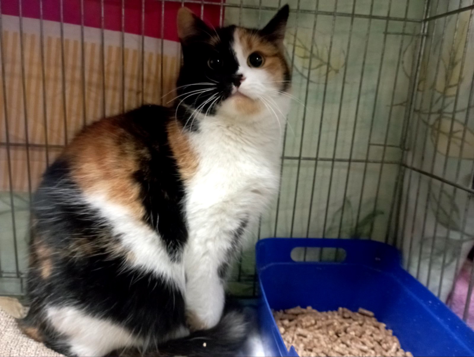 Врятована Арлетт потребує домівку