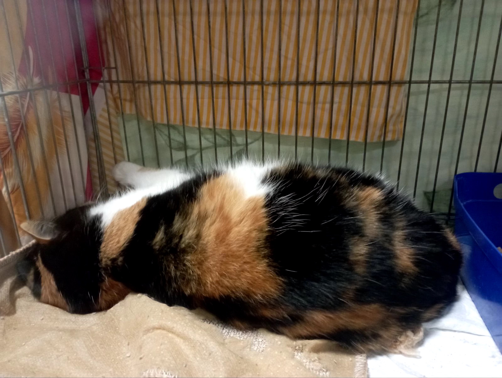 Врятована Арлетт потребує домівку