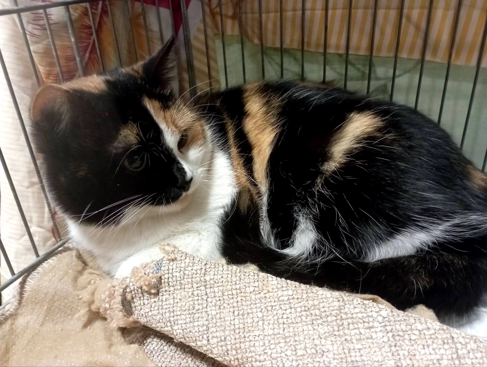 Врятована Арлетт потребує домівку