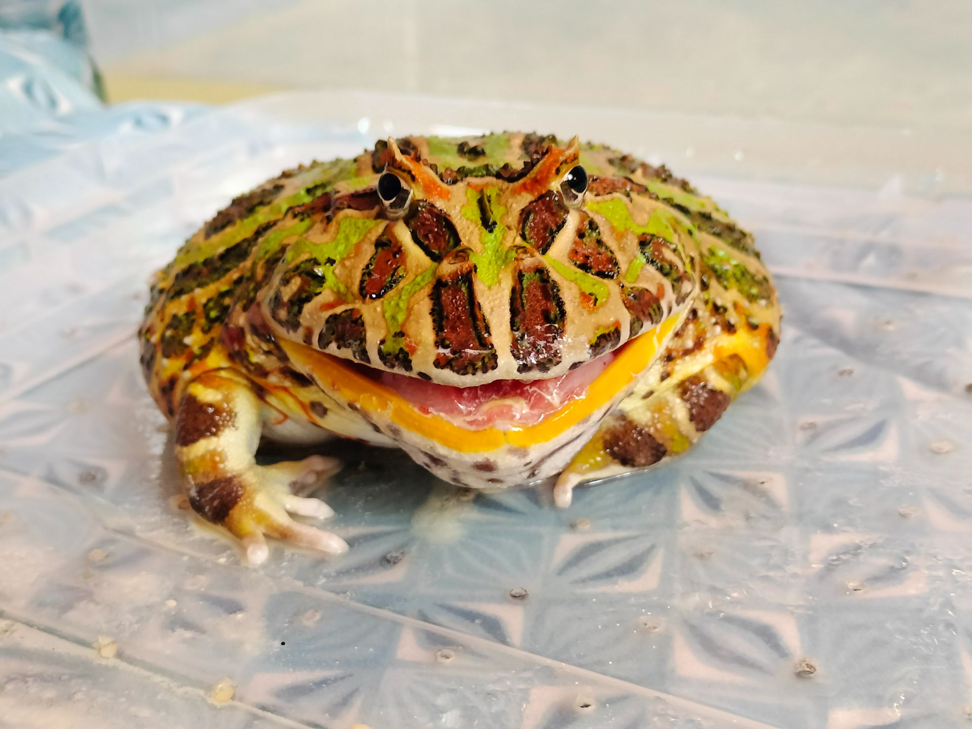 Рогатка кранвелла