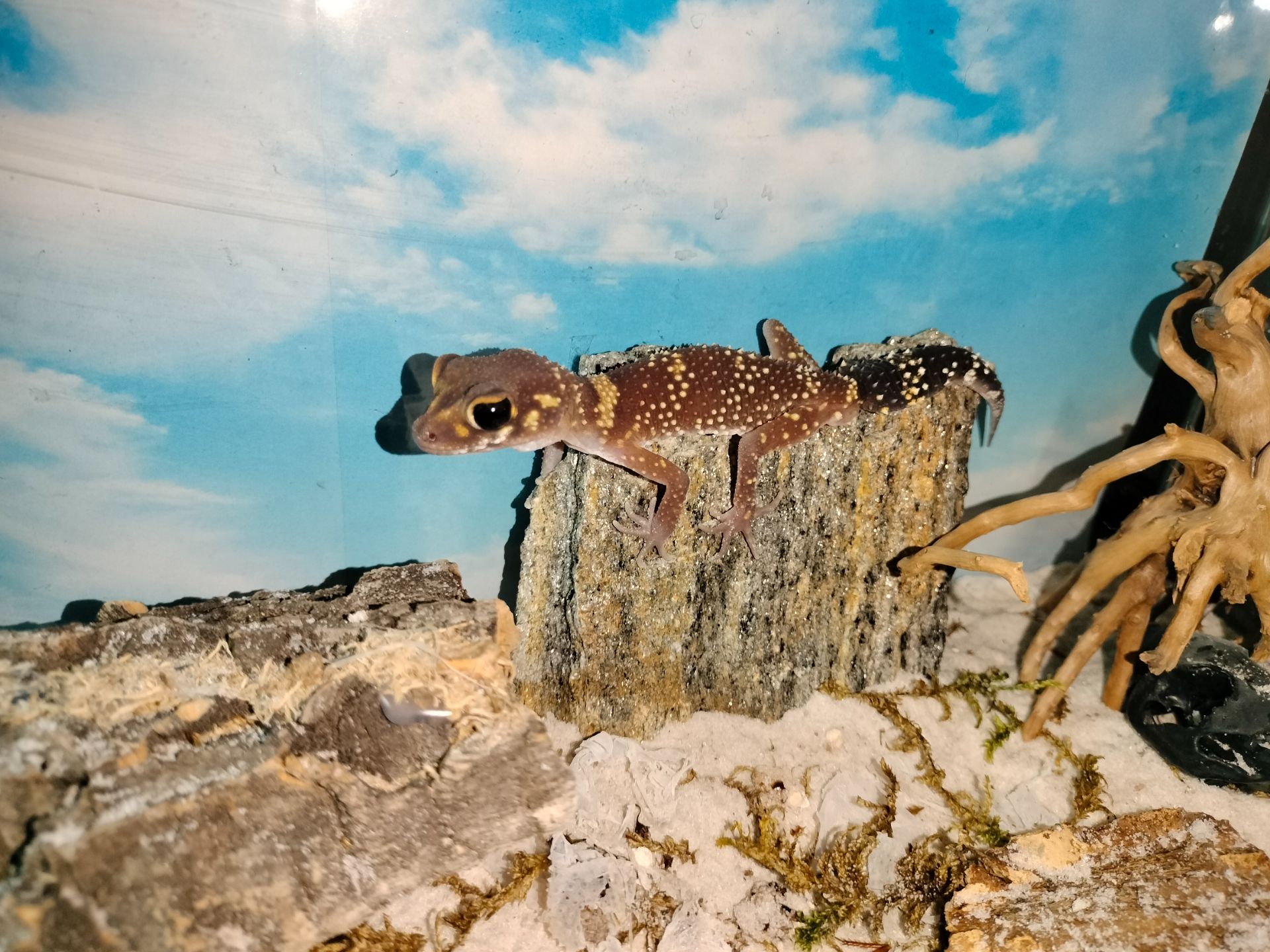 Австралийский толстохвостый гекон