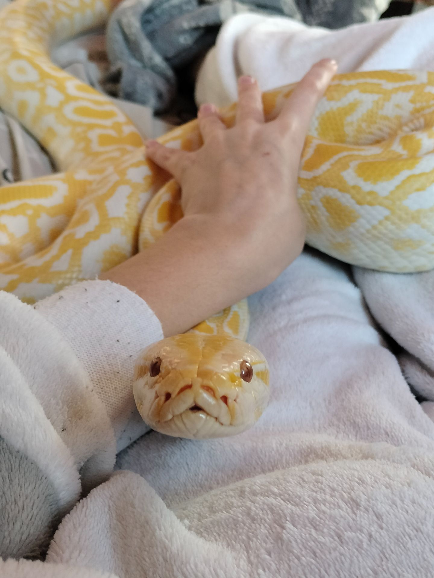 Тигровый питон