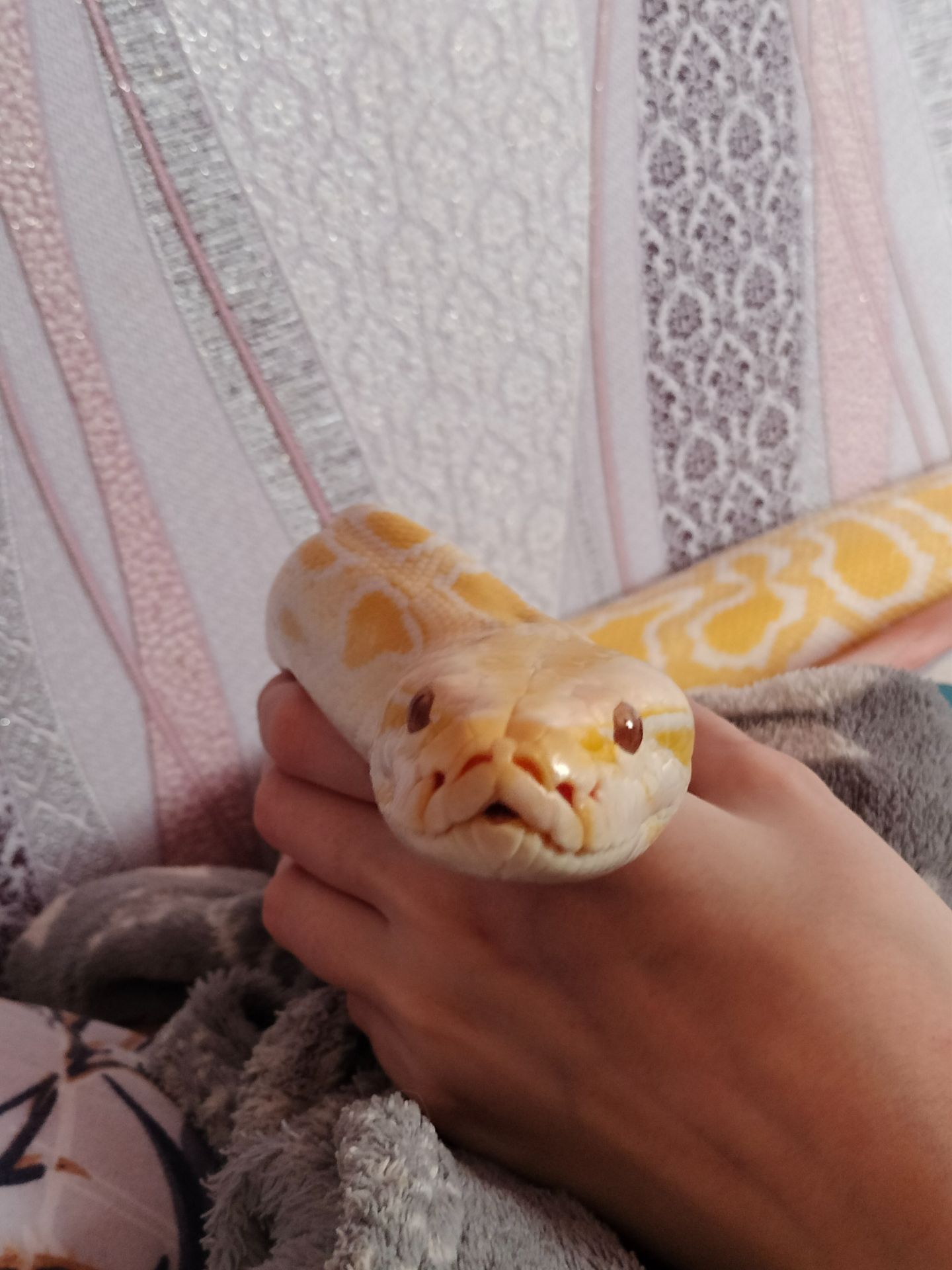 Тигровый питон