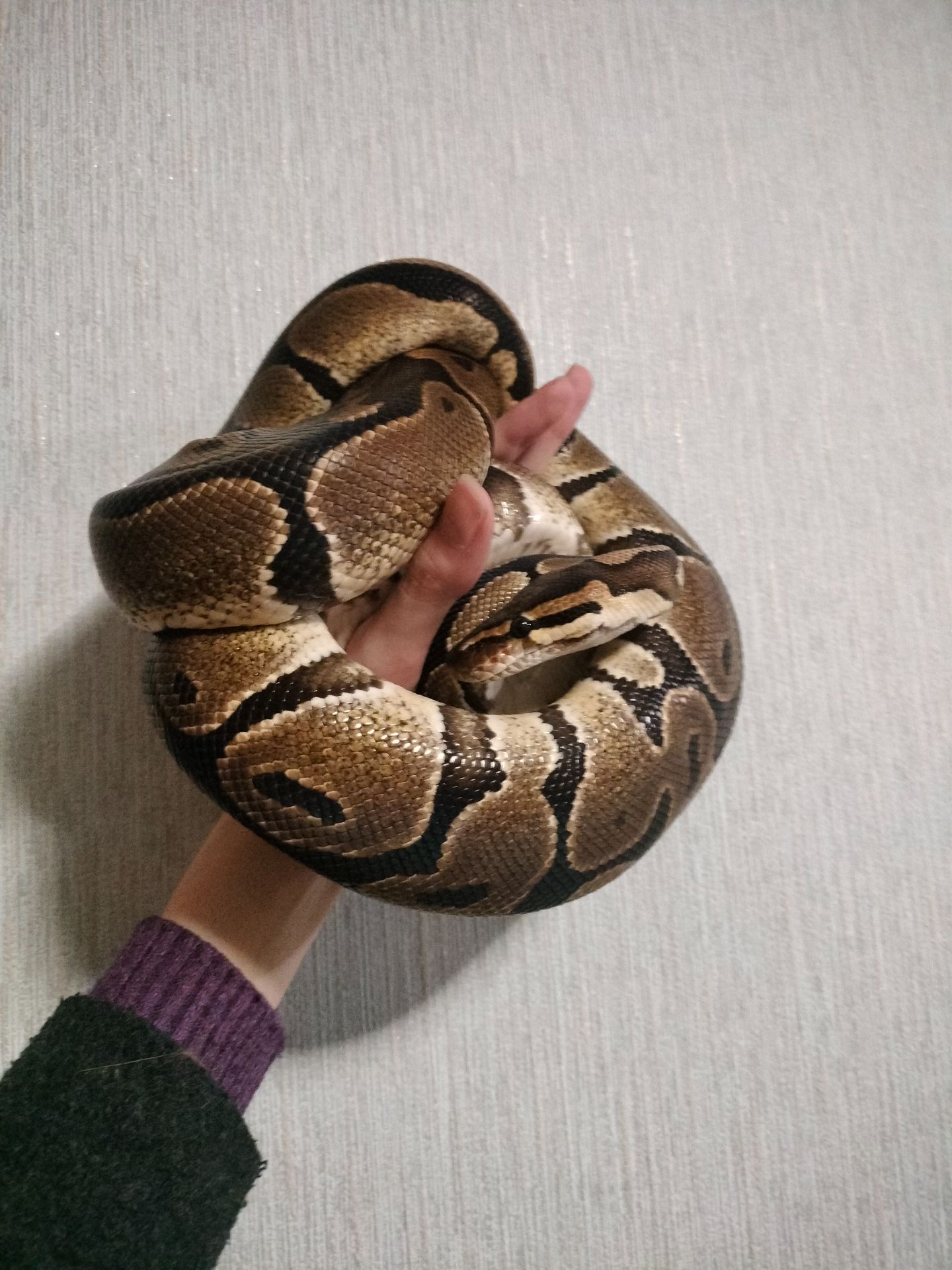 Королевский питон