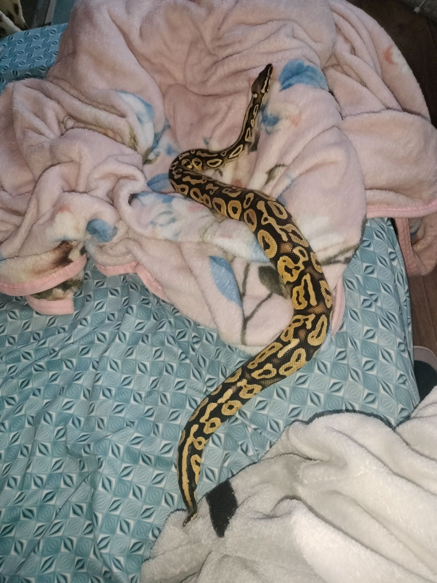 Королевский питон