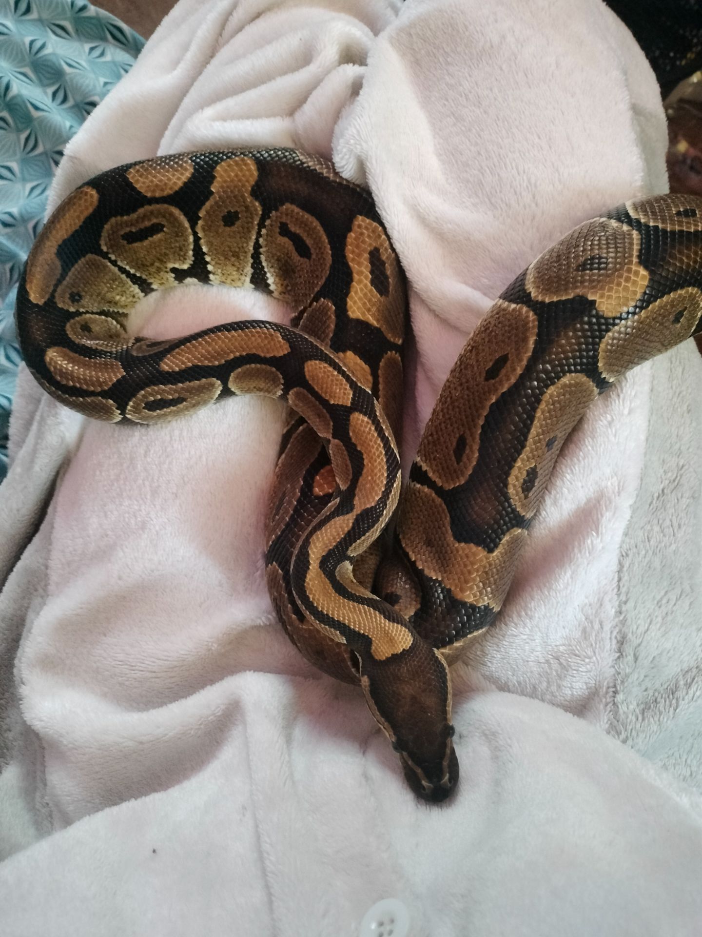 Королевский питон