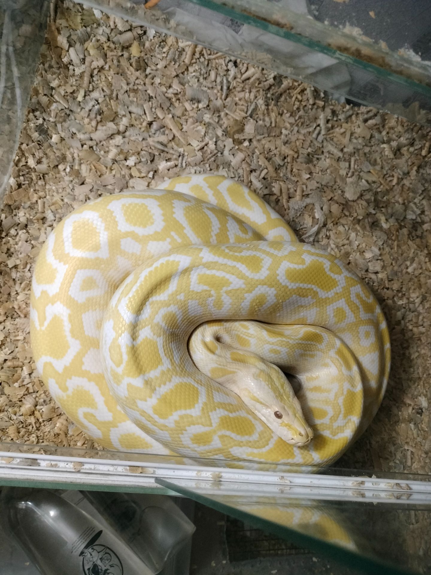 Тигровый питон