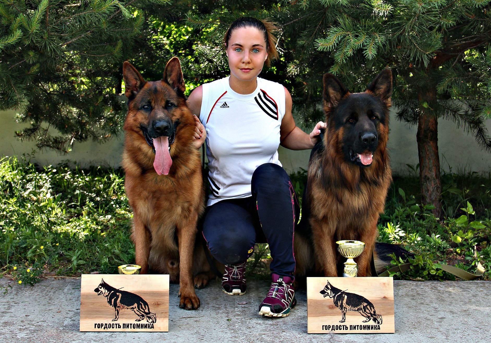 Розплідник німецьких вівчарок пропонує цуценят КСУ-FCI