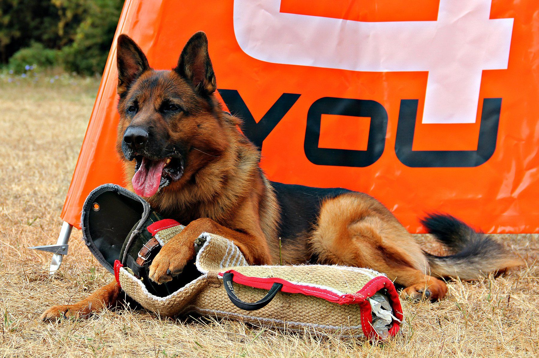 Розплідник німецьких вівчарок пропонує цуценят КСУ-FCI