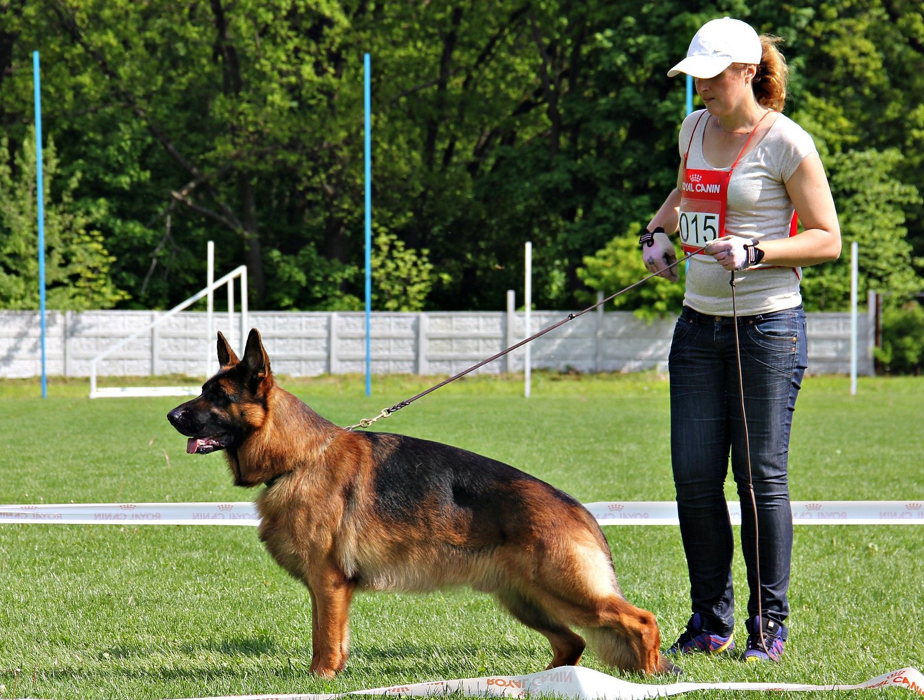 Розплідник німецьких вівчарок пропонує цуценят КСУ-FCI