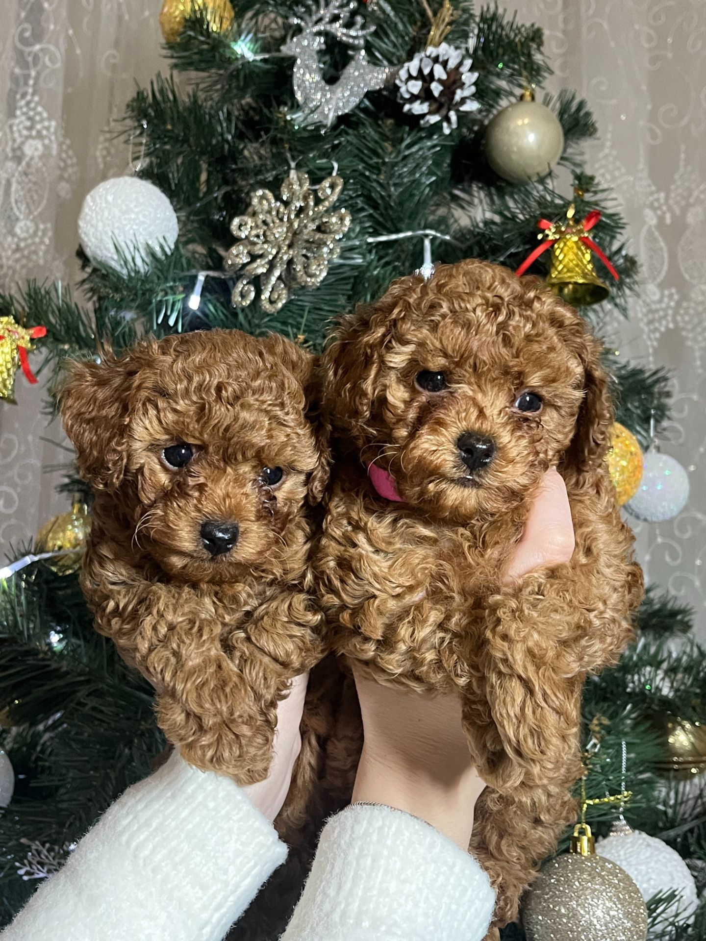 Цуценята міні Той пудель