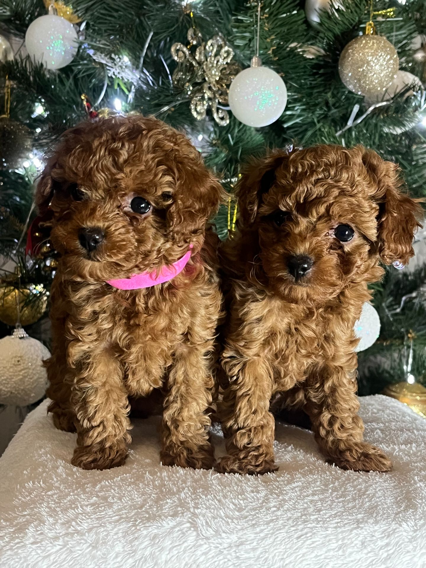 Цуценята міні Той пудель