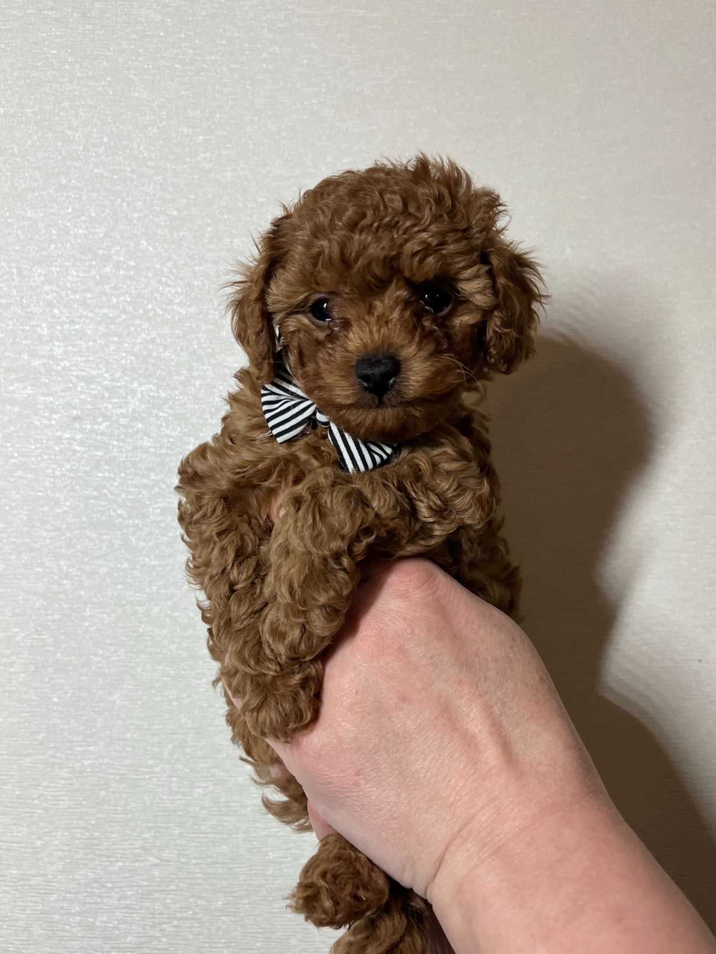 Хлопчик міні Той пудель