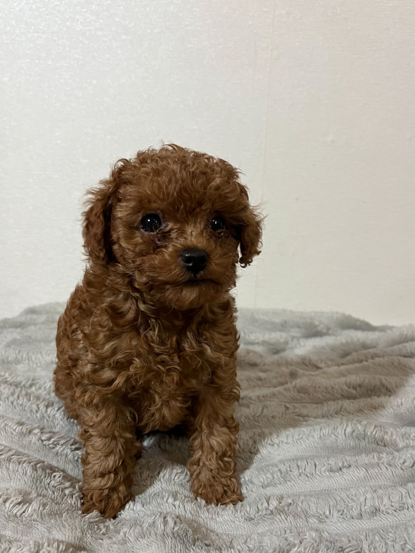 Цуценята міні Той пудель