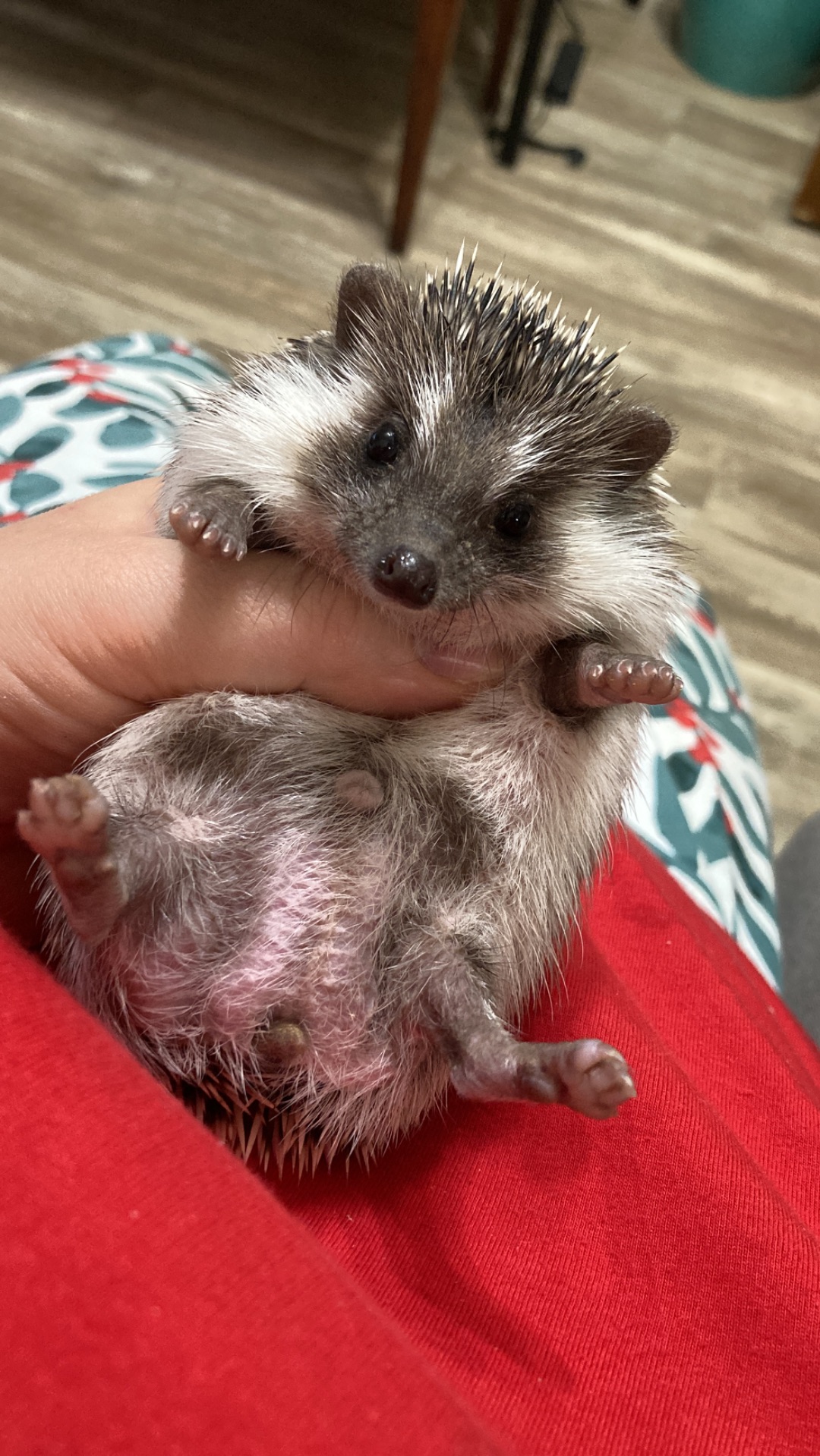 Їжак карликовий африканський ежик