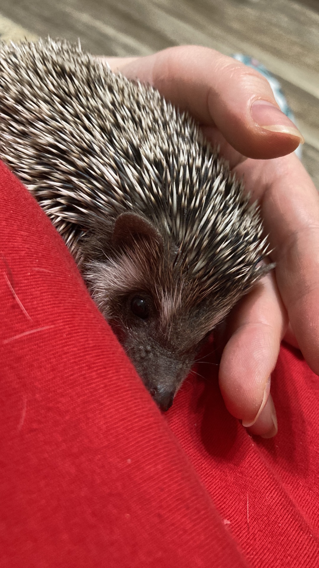Їжак карликовий африканський ежик
