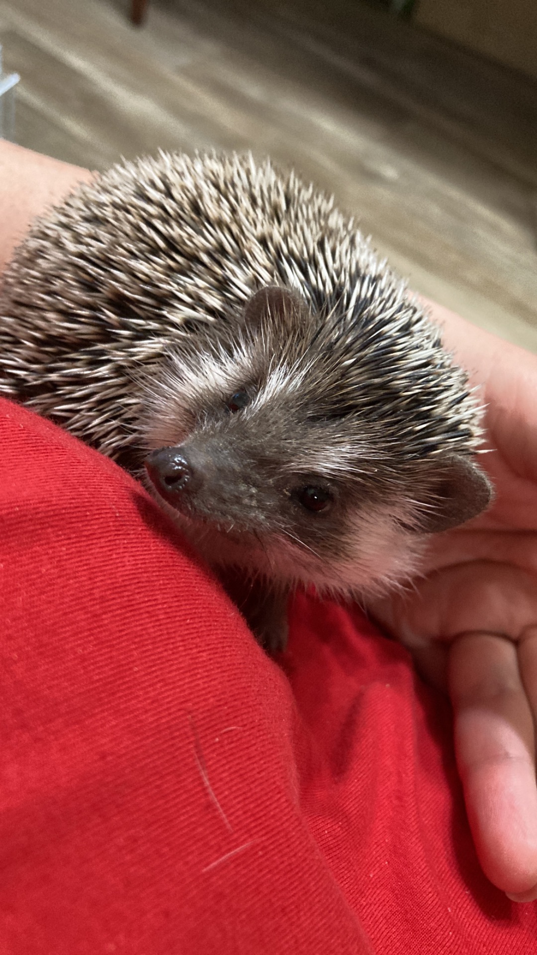 Їжак карликовий африканський ежик