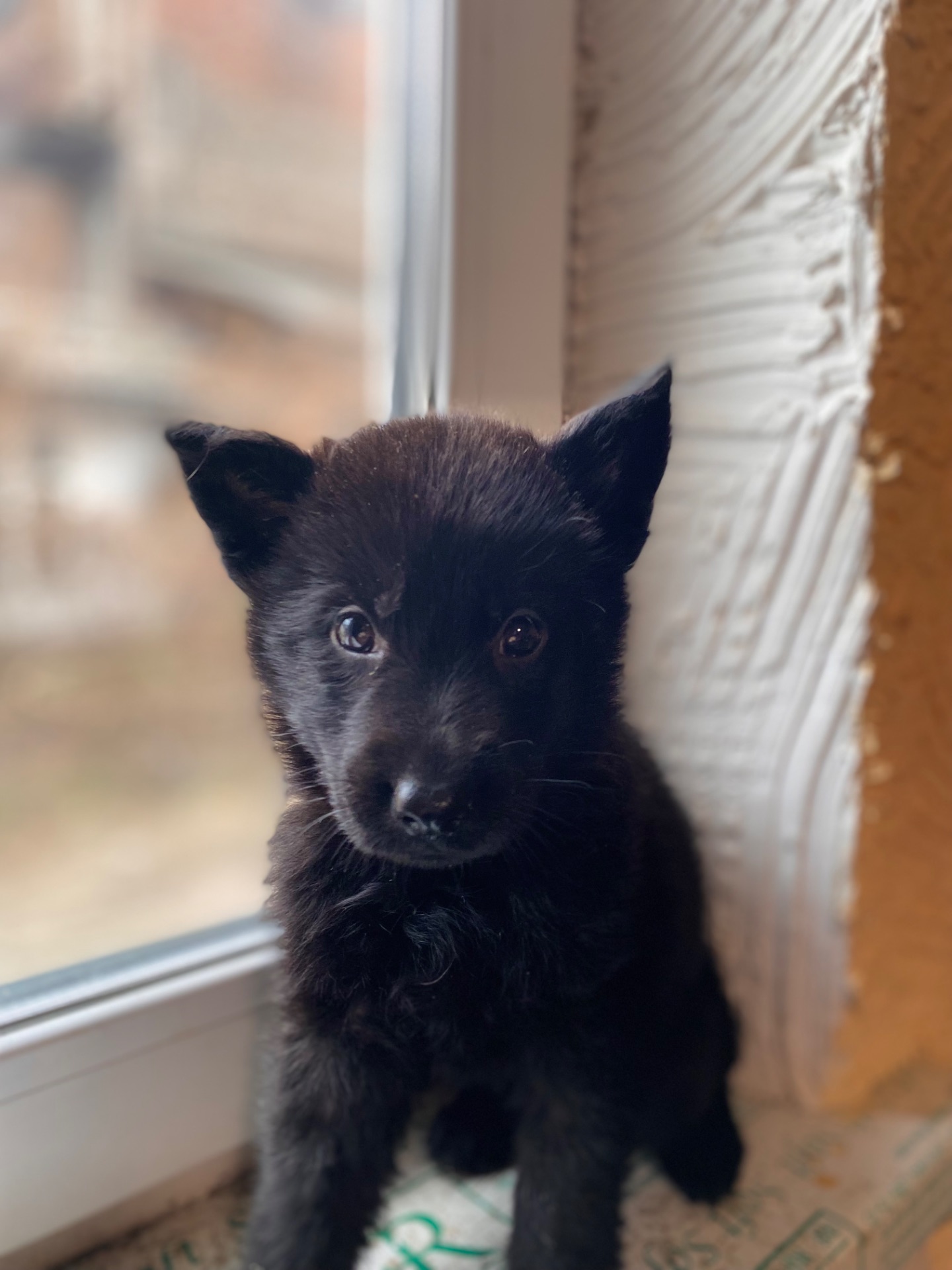 Щенок немецкой овчарки