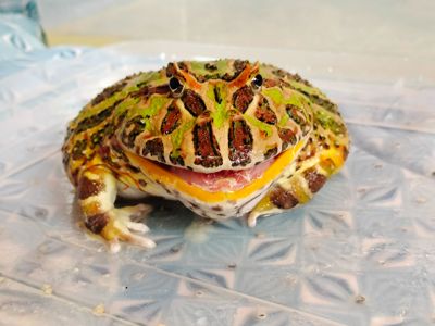 Рогатка кранвелла