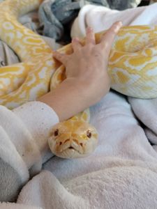 Тигровый питон